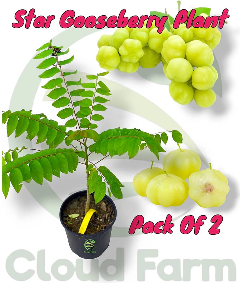 Cloud Farm Outdoor Fruit Plant ( Pack of 2 )