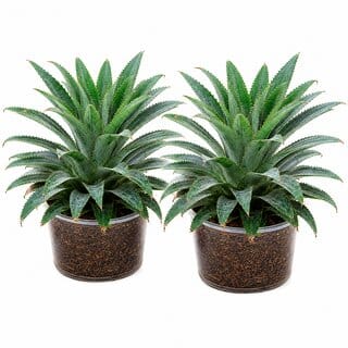 iINTELLIGENCEi Pine Apple Live Plant, 10x10x20 cm, 150 gm, Natural Fruit Plant for Home  Terrace Gardening, 2 Qty