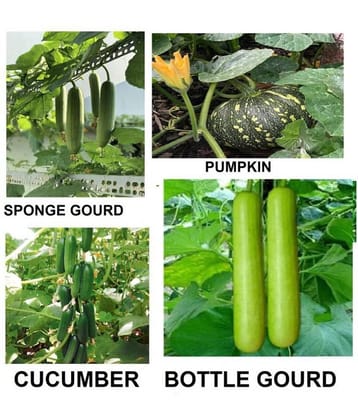 mega veg combo - cucumber + sponge guard + bottle guard +pumpkin ( pack of 40 seeds ) + with Instruction Manual