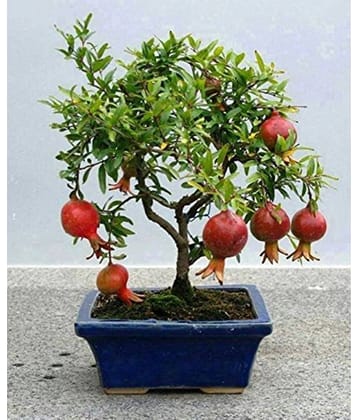 OhhSome Bonsai Combo Fruits And Tree Combo 4 Type Tree Seeds