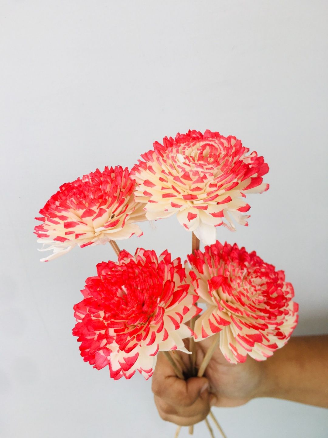 Scarlet Red Sola Flower (5pcs)