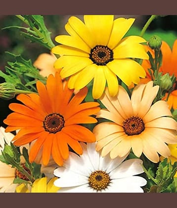 DIAMORPHOTHICA 30 seeds pack with free cocopeat and user manual