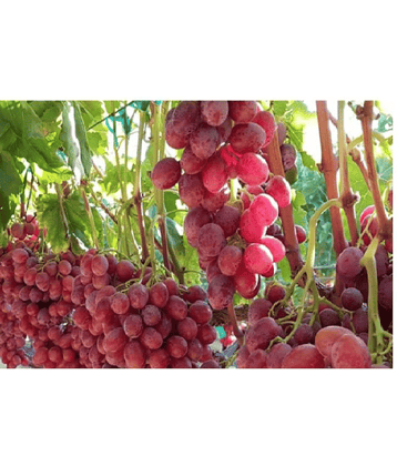 STOREFLIX GRAPES ANGUR FRUIT PLANT Seed (20 per packet) WITH USER MANUAL