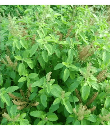 CLASSIC GREEN EARTH - Tulsi Plant ( 200 Seeds )
