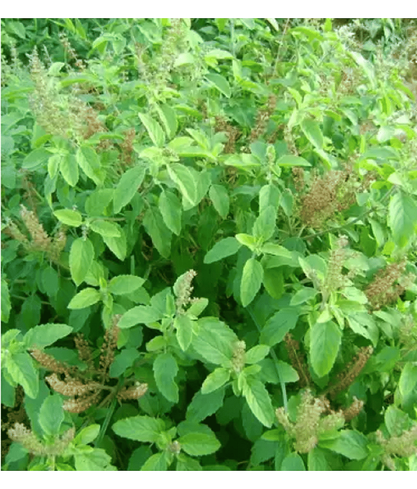 CLASSIC GREEN EARTH - Tulsi Plant ( 200 Seeds )