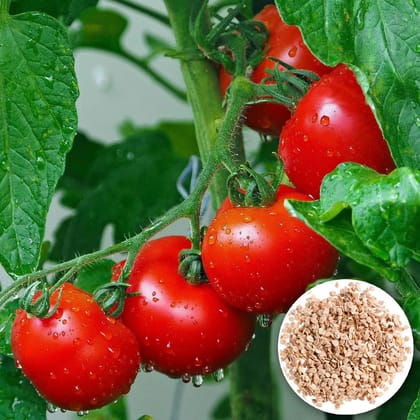 Hybrid All Seasons Tomato Seeds-50 Seeds