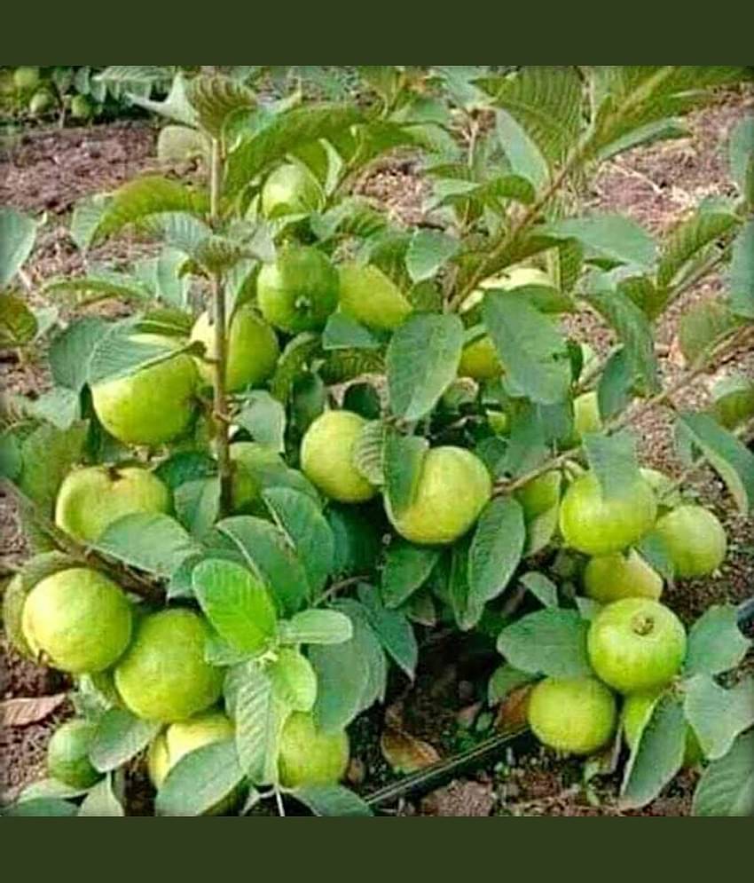 Cloud Farm Outdoor Fruit Plant ( Pack of 1 )