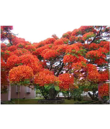 SHOP 360 GARDEN Delonix regia, Gulmohar, Flamboyant, Flame of the forest, Royal Poinciana Flowering Tree Seeds - Pack of 10 Seeds