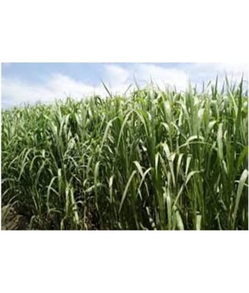 SUPER NAPIER GRASS SEED HIGH YiELD -6 GM (1500) SEEDS