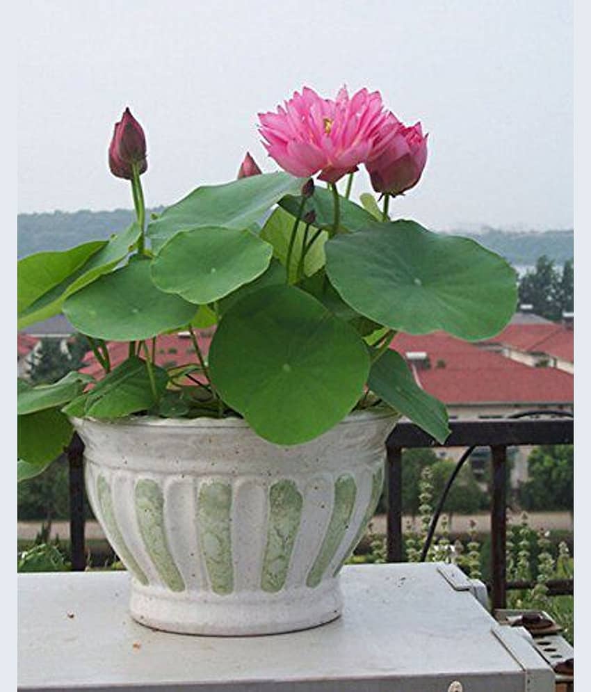 Hydroponic Aquatic Plant Flowers Seeds (Pink, 20 Pieces)