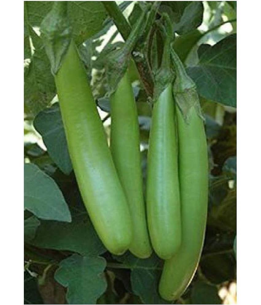 Raunak Seeds Brinjal Green Long, 50 Seeds