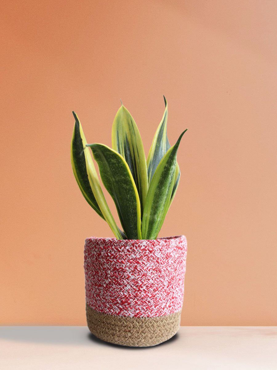 Snake Plant Golden Flame (Medium)