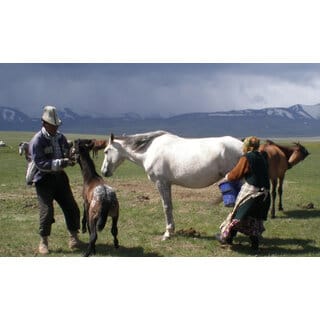 Astro-D Horse Milk,for Pooja 10 ML (vadik  Lal Kitab Remedy), (White, Plastic)