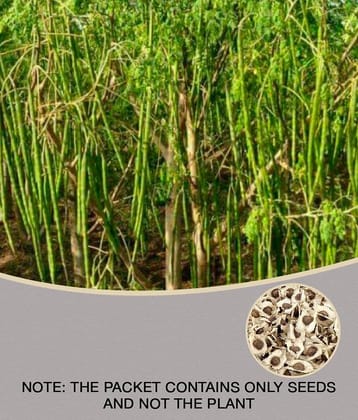ORGANIC Moringa Seeds ODC3 Variety Hybrid Drumstick Seeds 15 (Saijan ki Phalli,Saragavo)