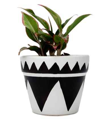 Aglaonema Lipstick in White & Black Ceramic Matte Planter