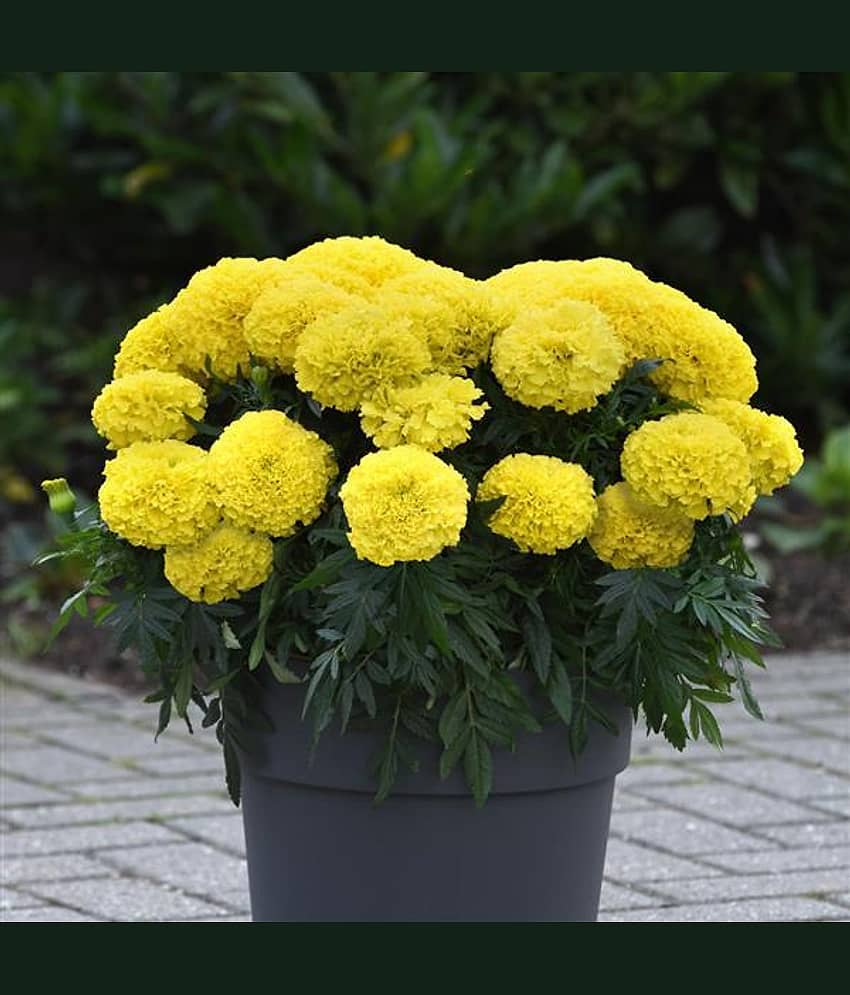 Mariegold giant yellow flower 100 seeds pack with free Free cocopeat and user manual for your garden