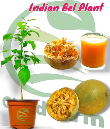 Cloud Farm Outdoor Fruit Plant ( Pack of 1 )