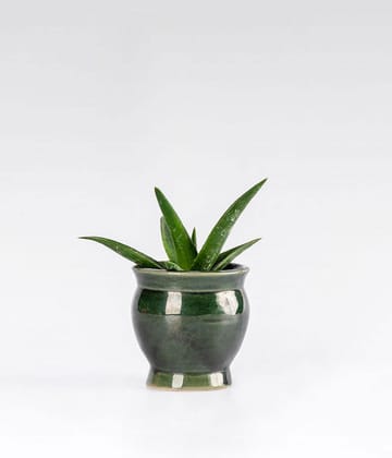 Aloevera  In Green Ceramic Planter