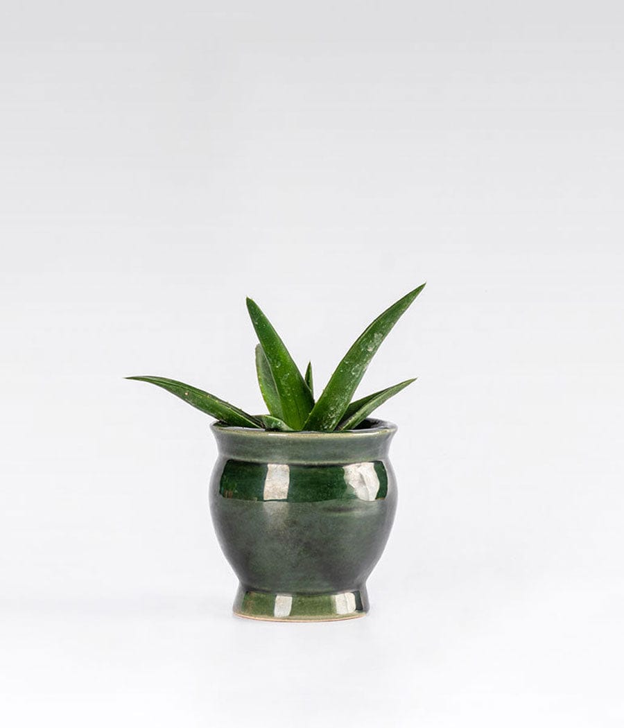 Aloevera  In Green Ceramic Planter