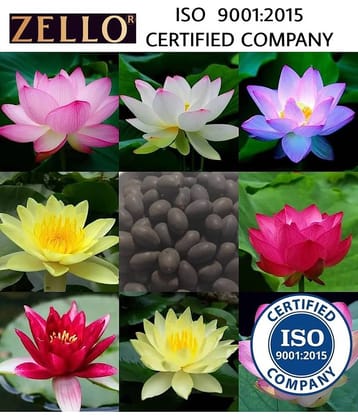 shivam organic seeds Lotus Flower ( 20 Seeds )