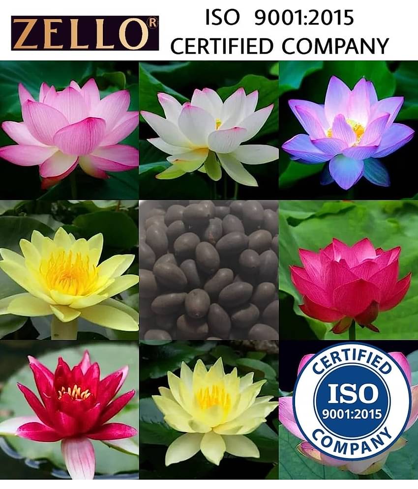 shivam organic seeds Lotus Flower ( 20 Seeds )