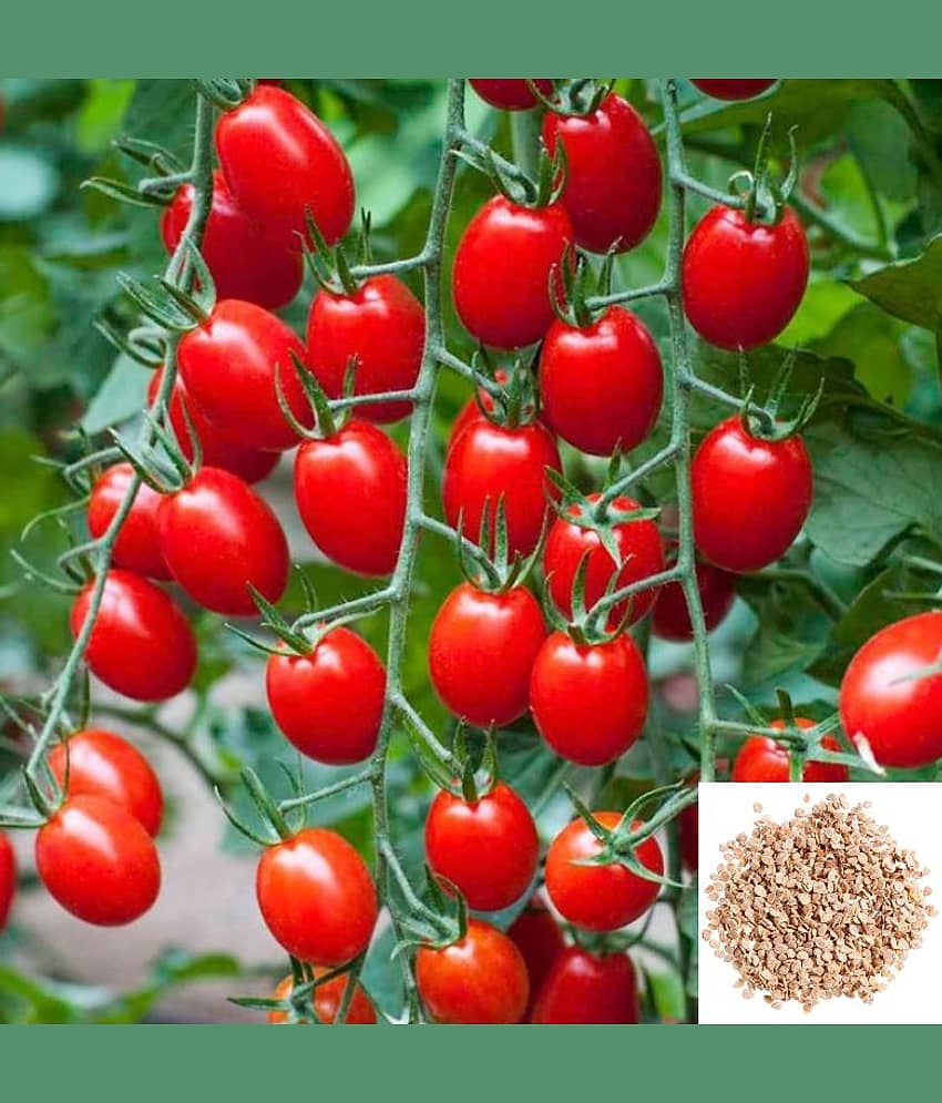 homeagro - Tomato Vegetable ( 50 Seeds )
