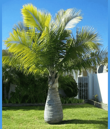 CLASSIC GREEN EARTH - Plant Seeds ( bottl palm 20 )