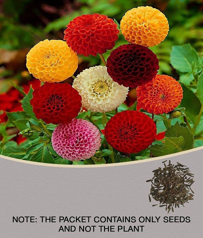 homeagro - Dahlia Mixed Flower ( 25 Seeds )