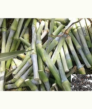 homeagro - Naiper Grass ( 500 Seeds )