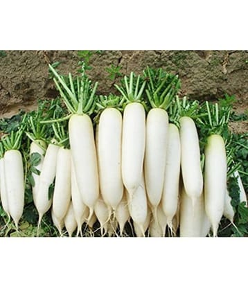 OhhSome Radish Seeds Vegetable Seeds