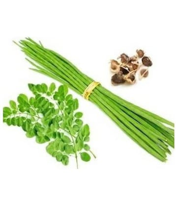 SK Organic Moringa Seeds PKM1 Hybrid (Drumstick Seeds) 20 seeds