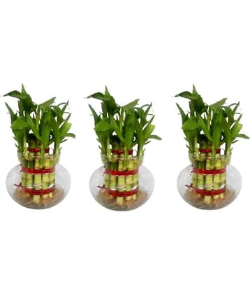 Green plant indoor - Green Wild Artificial Flowers With Pot ( Pack of 3 )