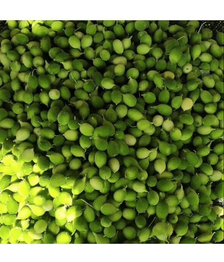 Green Spiny Gourd/Momordica Dioica (Desi Kantola, Kakrol ke beej) Vegetable Seeds | Organic | for Planting in Home Kitchen Terrace Balcony Gardening | Pack Of 20