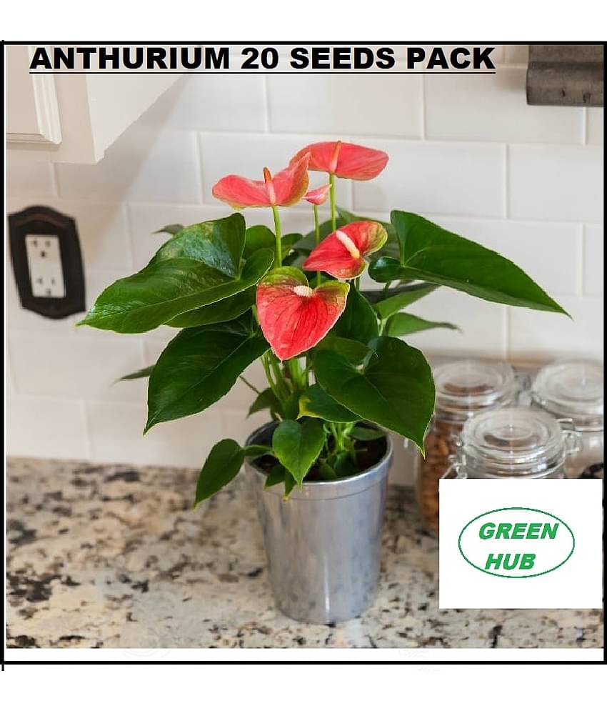 ANTHURIUM RED COLOR ORNAMENTAL FLOWER AIRPURIFYING INDOOR OUTDOOR PLANT 20 SEEDS PACK WITH FREE COCOPEAT POTTING SOIL AND USER MANUAL COMBO PACK FOR HOME AND TERRACE GARDENING USE LOW PRICE ON SNAPDEAL