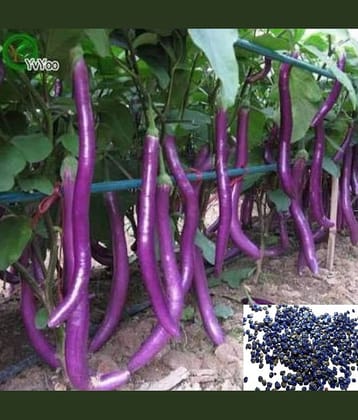 sky star agro & co. - Brinjal Vegetable ( 100 Seeds )