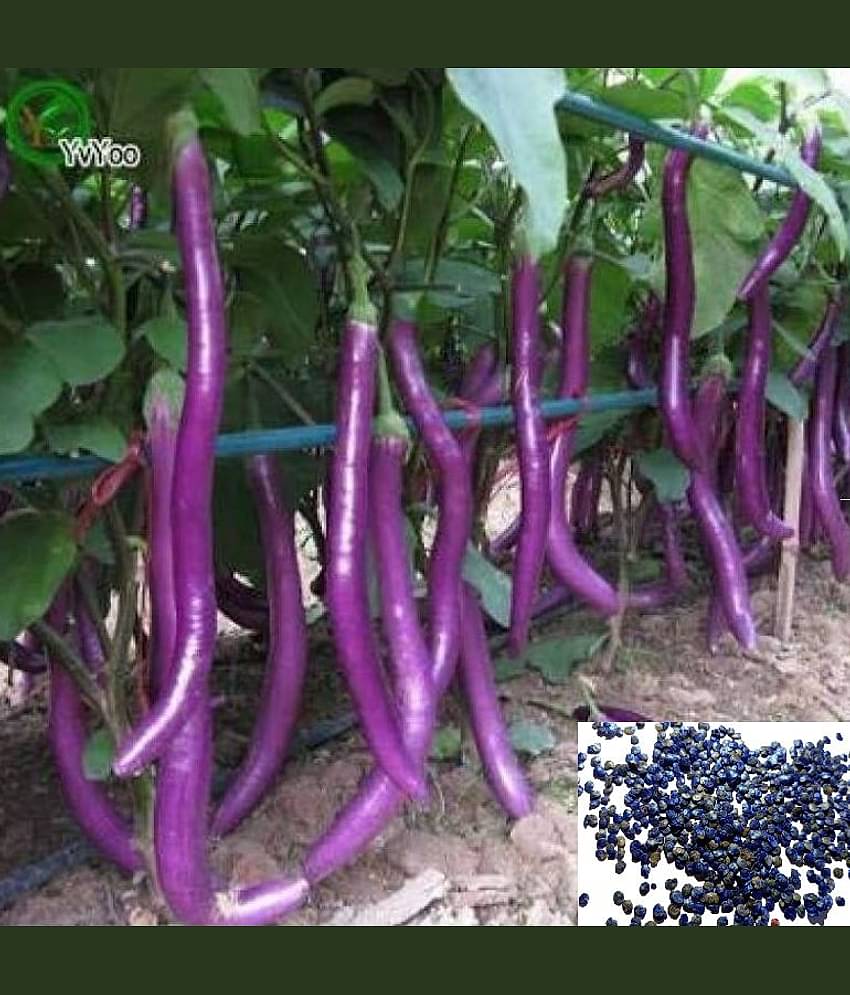 sky star agro & co. - Brinjal Vegetable ( 100 Seeds )