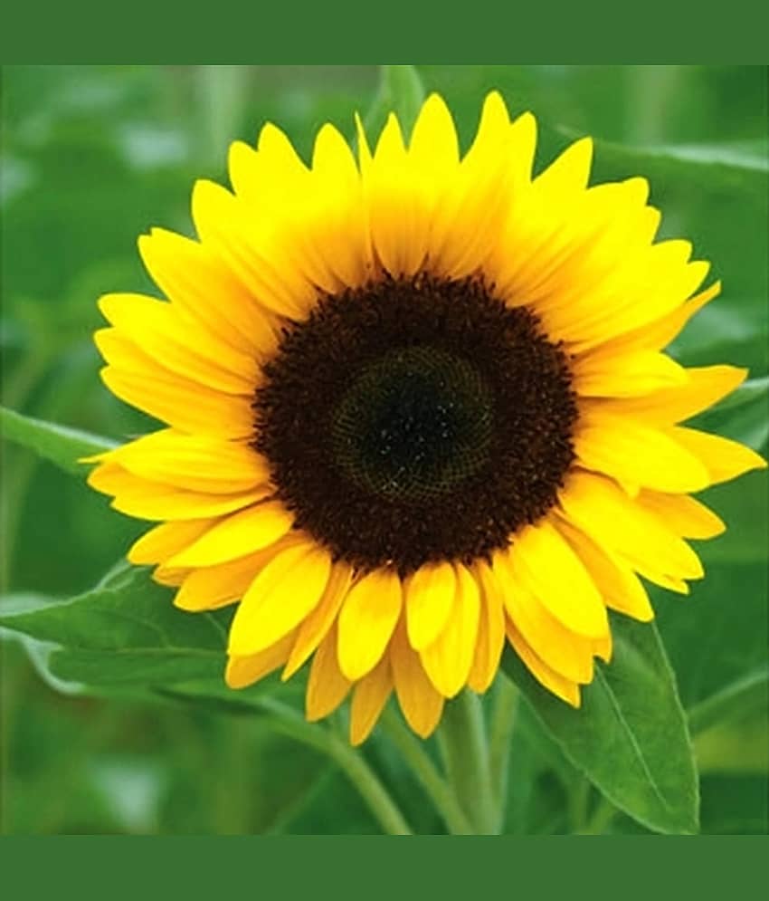 Infintegreen Sunflower Flower ( 100 Seeds )