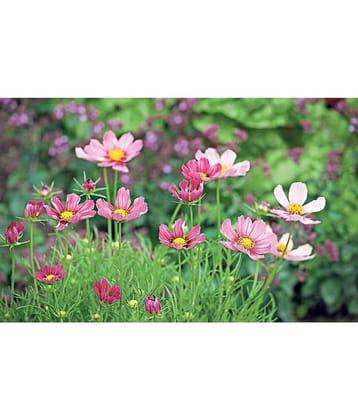 homeagro - Cosmos Mixed Flower ( 20 Seeds )