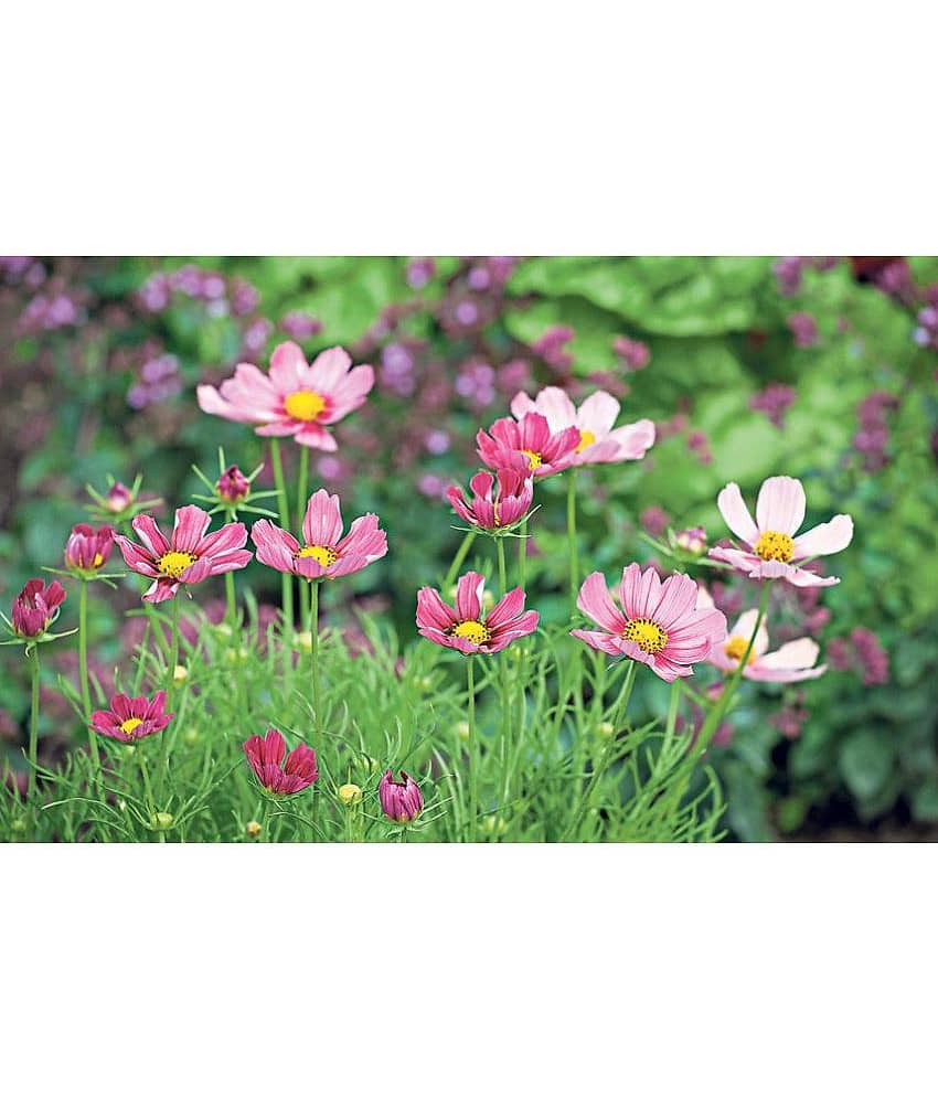 homeagro - Cosmos Mixed Flower ( 20 Seeds )