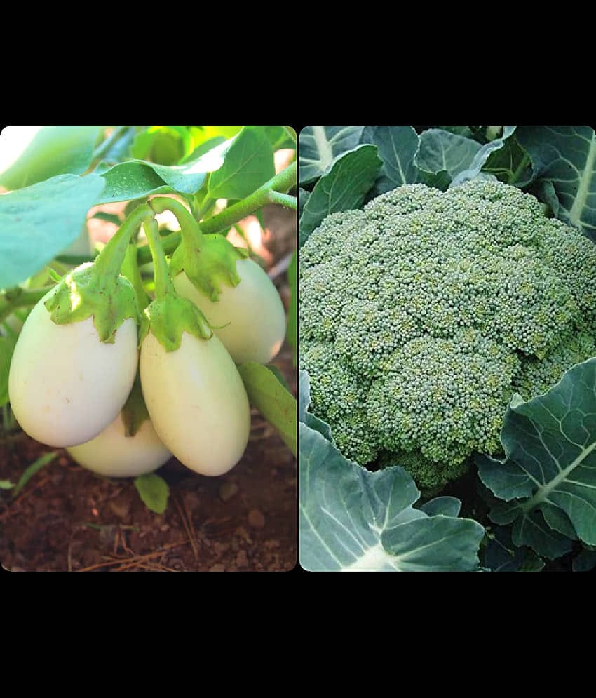 sky star agro & co. - Brinjal Vegetable ( 100 Seeds )