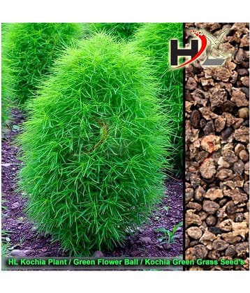 Health Life Seed's HL Kochia Green Grass Ball Flower Hybrid Seeds For Home Gardening Planting