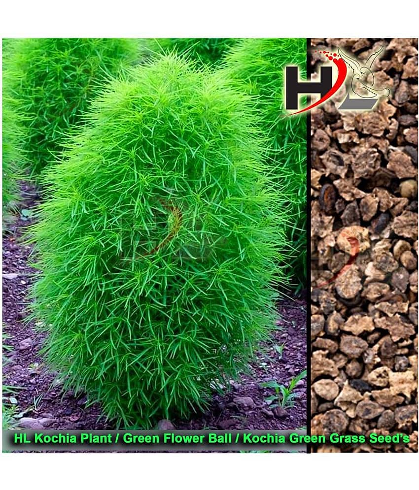 Health Life Seed's HL Kochia Green Grass Ball Flower Hybrid Seeds For Home Gardening Planting