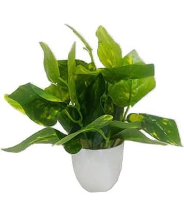 Saf MONEY PLANT LEAVS Green Greens With Pot Plastic - Pack of 1