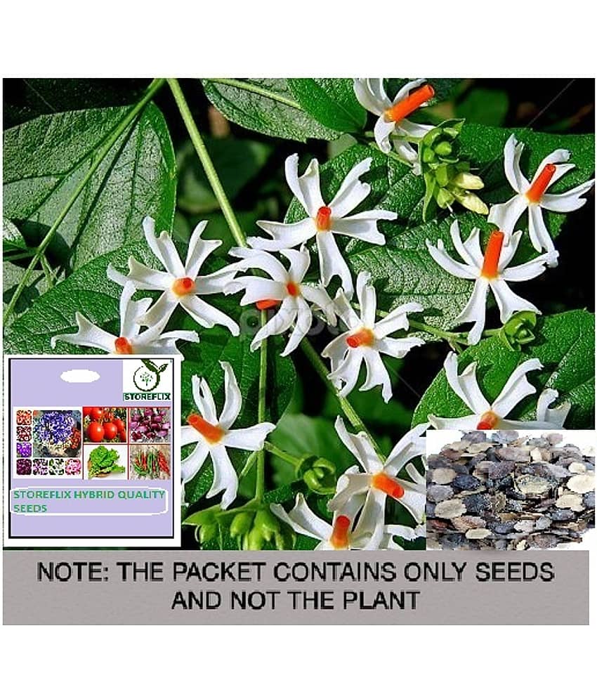 STOREFLIX Harsingar Flower ( 25 Seeds )