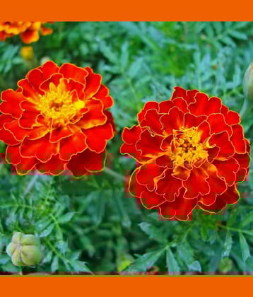 homeagro - Marigold Flower ( 50 Seeds )