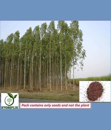 STOREFLIX Eucalyptus Plant ( 1500 Seeds )
