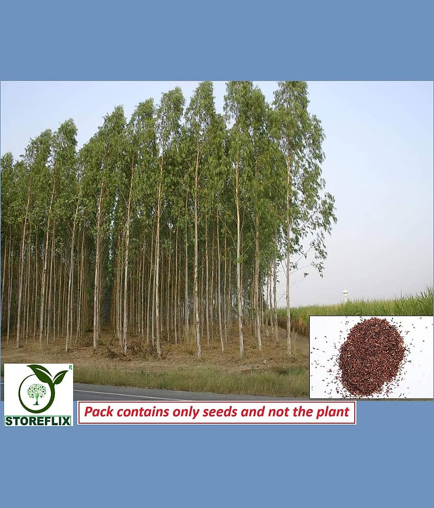 STOREFLIX Eucalyptus Plant ( 1500 Seeds )