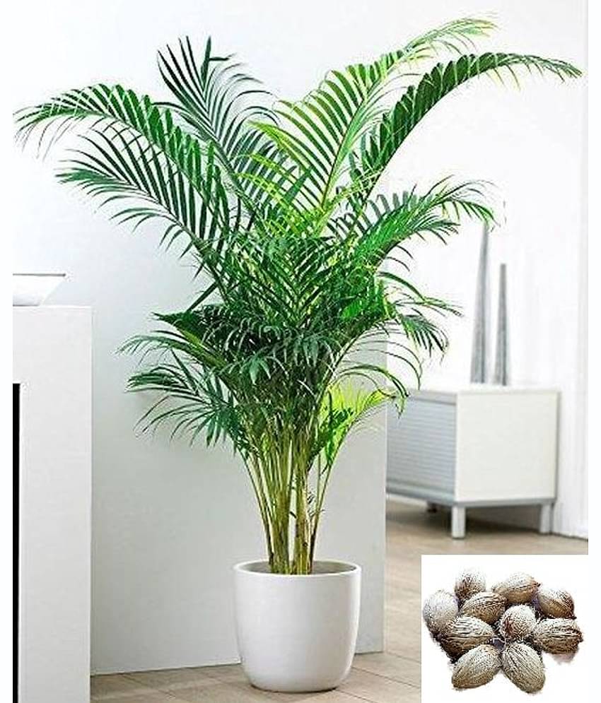 homeagro - Areca palm Plant ( 5 Seeds )