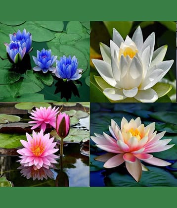 Rare Pink Yellow White Lotus Seeds Aquatic Plants Water Plants Midnight 20 Seeds  WITH MANUAL