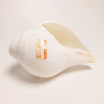 MAYAPURI Original Loud Blowing Shankh for Puja | Shankha for Pooja, Size: Approx. 5 inches (Small) MAYAPURI Original Loud Blowing Shankh for Puja | Shankha for Pooja, Size: Approx. 5 inches (Small)